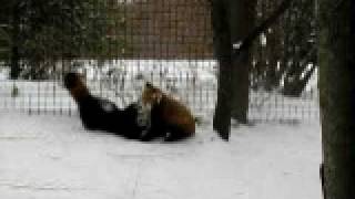 Red Pandas at Play  Fort Wayne Childrens Zoo [upl. by Henning260]