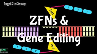 ZFNs  Gene Editing Using Zinc Finger Nucleases  ZFN Mediated Gene Editing  Gene Editing Nucleases [upl. by Malony963]