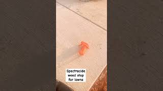 Spectracide weed stop for lawns plus crabgrasskiller weedkiller homeownership [upl. by Mapes83]