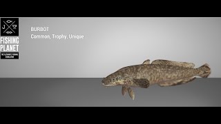 Fishing Planet  Selenge River  Trophy  Burbot  Bait [upl. by Atima]