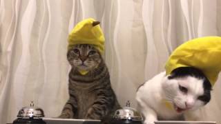 Cats in banana hats ring bells [upl. by Poulter]