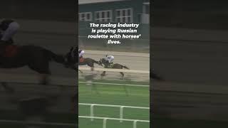 Horse Killed After Tragic Fall on Philadelphia Racetrack on Day of Preakness Stakes in Baltimore [upl. by Naid]