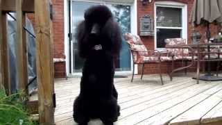 A day with Illusion the Standard Poodle [upl. by Cheffetz53]