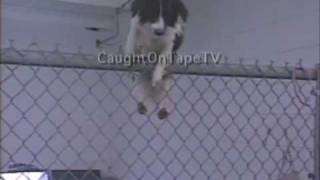 FENCE CLIMBING DOG ESCAPES FROM POUND [upl. by Neih]