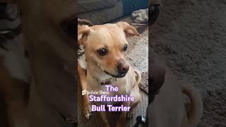 The Staffordshire Bull Terrier shes also mix Chihuahua [upl. by Ajiak]