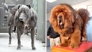 10 Biggest Dog Breeds In The World [upl. by Ielarol]