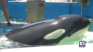 Here is an exclusive look at the orca trapped at Miami Seaquarium [upl. by Erica]