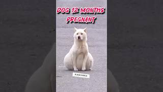 Pregnant dog videos shorts [upl. by Frick]