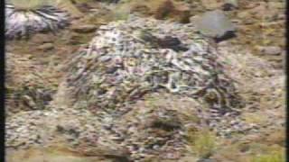 Haleakala National Park  some geology plants and animals [upl. by Terbecki]