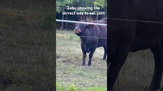 Our cow Zebu showing the correct way to eat corn cow corn farm mood sweet life animals [upl. by Annaeg]