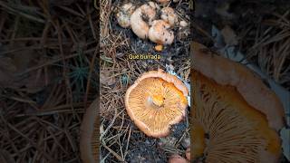 LACTARIUS 👉🍄 lactarius niscalos mushroom micologia nature seta foryou parati fungi food [upl. by Sebbie]