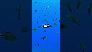 Facts about Atlantic ocean shorts facts viralvideo ytshorts [upl. by Nohsauq]