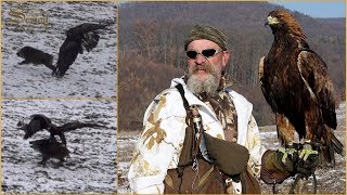 Hari Herak  Wild Boar Hunting with Eagle  Wildschweinjagd mit Adler [upl. by Cline849]