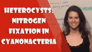 Heterocysts Nitrogen Fixation in Cyanonacteria [upl. by Adnir]