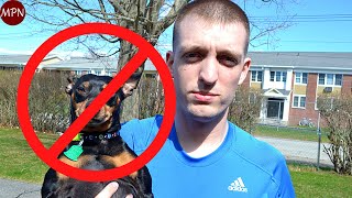 5 REAL Reasons not to get a Miniature Pinscher [upl. by Aiekal]