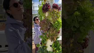 It’s easy to use an aeroponic tower we show you verticalfarming towergarden aeroponics [upl. by Repmek]