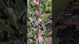 How to control wambugu apple fruiting seasons [upl. by Nigrom143]