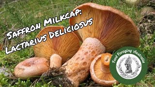 Identifying Lactarius Deliciosus Saffron Milkcap [upl. by Hanikehs]