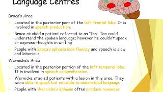 Biopsychology localisation of function [upl. by Fitzger501]