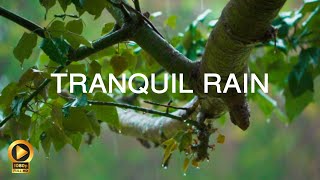 RAIN MEDITATION  10 Hours  Sleep Aid  Anxiety Relief  Calming Background Ambience [upl. by Einnos]