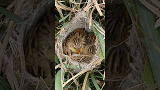 Zitting Cisticola Nestlings The Grasslands Hidden Treasures short youtubeshorts [upl. by Lyrred884]