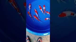 Koi Show Quality Super koiblitar koi fish fishing koilover ikankoiblitar koifish [upl. by Kalindi101]