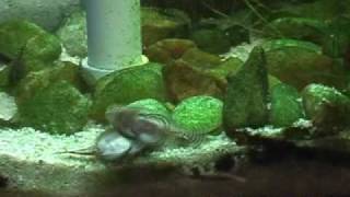 Hillstream Loaches  Sparring and lots of youngsters [upl. by Munford]