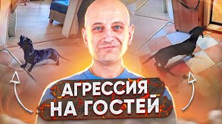 Агрессия на гостейТакса [upl. by Fletch]