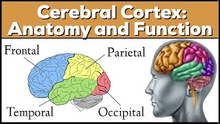 Lobes of the Brain Cerebrum Anatomy and Function Cerebral Cortex [upl. by Nirraj241]