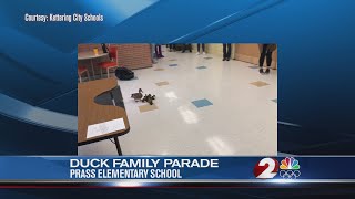 Kettering School holds Duck Parade [upl. by Ahseenal]