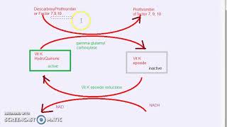 Pharmacology 619 d AntiCoagulant Warfarin Mechanism Of Action [upl. by Aneerahs]