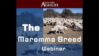 The Maremma Breed [upl. by Ashbey]