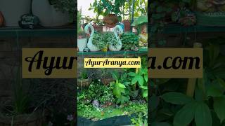 Black Turmeric  Health benefits of Black turmeric  Curcuma cassia viralshort youtubeshorts [upl. by Giark]