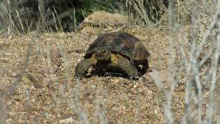 Juvenile Sonoran Desert Tortoise [upl. by Averir]