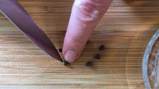 Preparing hibiscus seeds for germination [upl. by Gayla]