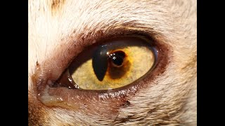 Everything you need to know about corneal sequestra in cats [upl. by Davida]