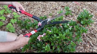 How and When to Prune Encore Azaleas  With Tips for Sun and Shade [upl. by Vidovic]