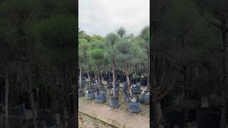 Casuarina Topiary Plant🪴Kajurina Topiary🪴Casuarina Equisetifolia Landscaping Plants landscaping [upl. by Enomahs]