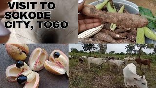 This Is Why I Traveled To Sokode Togo West Africa Visiting Farmland Land and Cows [upl. by Avictor441]