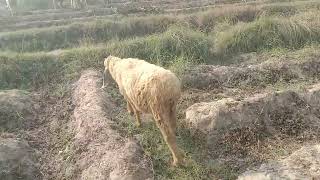 Sheeps And Goat Are Eating Grass In Thar  Beautiful Sheeps And Goat Are Eating Grass [upl. by Heinrik]