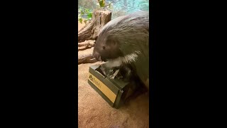 Pixy Porcupine Digging Into Enrichment [upl. by Ahsineg142]