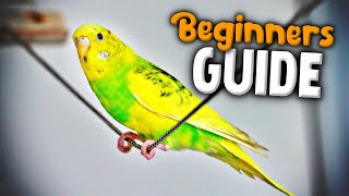 How to take Care of a Parakeet  Beginners Guide to Pet Birds [upl. by Siravart]