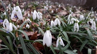 Підсніжник білосніжний  Galanthus nivalis [upl. by Tibbitts992]