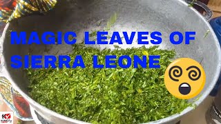 Sierra leones magic leaf krain krain [upl. by Turrell]