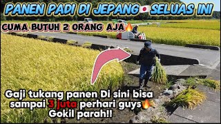 Ternyata seperti ini orang jepang🇯🇵kalau panen padi hasilnya memuaskan bangetjapan vlog [upl. by Arayc911]