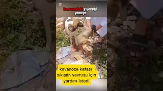 Yiyecek ararken kafasını kavanoza sıkışan minik k [upl. by Cony]