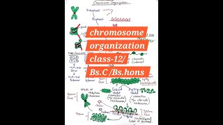 chromosome organization  levels of organization in chromosomes [upl. by Ecirehs399]