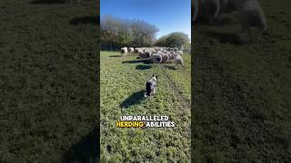 Border collie  the most intelligent dog breed in the world [upl. by Claribel296]