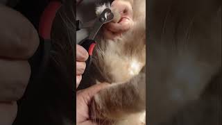 How to trim cat nails [upl. by Anit647]