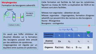 Phytohormones  Cytokinines  CROISSANCE ET Développements DES PLANTs SVI s5 [upl. by Namqul]